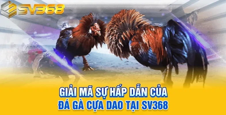 Giải mã sự hấp dẫn của đá gà cựa dao tại SV368